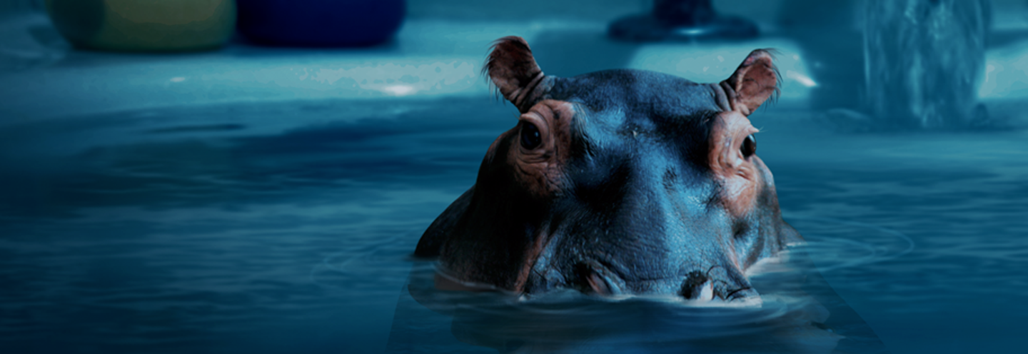 A photo of our world famous house hippo!