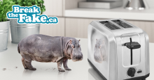 Image of a House Hippo