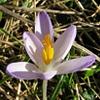 Photo of Prairie Crocus (Pulsatilla nuttalliana)