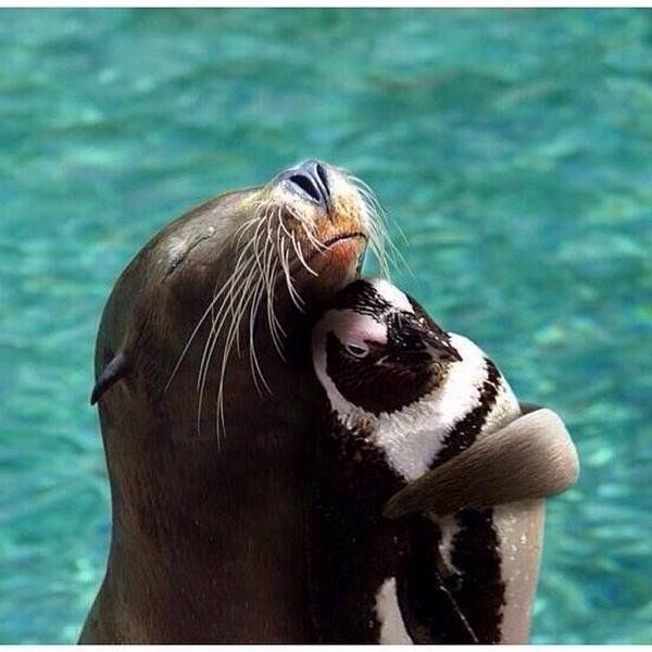 Le phoque câlinant un pingouin