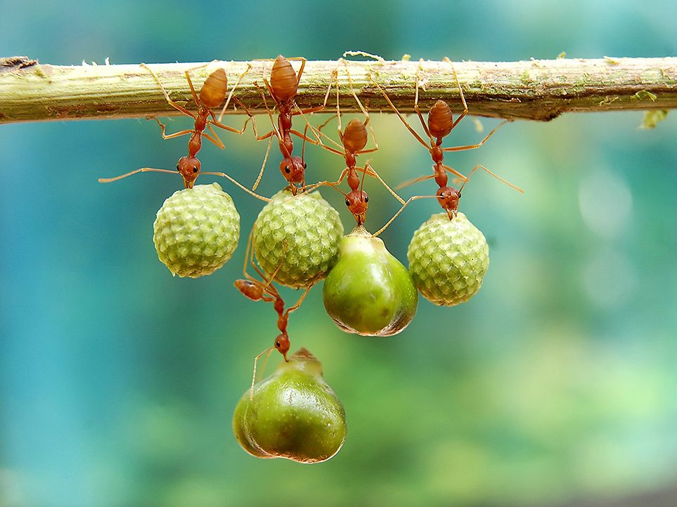 Les fourmis tenant des graines